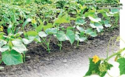 Le regole per coltivare cetrioli in piena terra