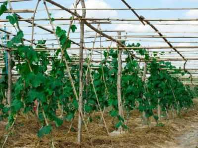 Le regole per coltivare cetrioli in un barile