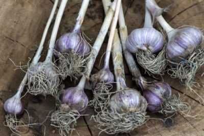 Le regole per coltivare l’aglio