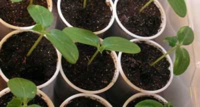 Le regole per coltivare piantine di zucchine