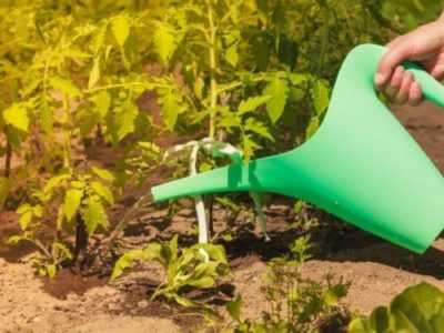 L’efficacia di fertilizzare piantine con iodio