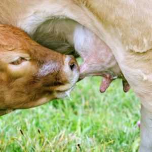 L’importanza delle vitamine nella vita dei vitelli