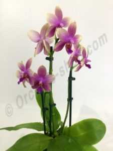Liodoro Orchid e le sue cure