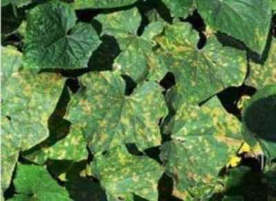 Macchie arrugginite sulle foglie dei cetrioli: cause e trattamento
