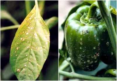 Malattie del peperone dolce e metodi per affrontarle