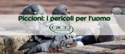 Malattie e metodi comuni del piccione per il loro trattamento