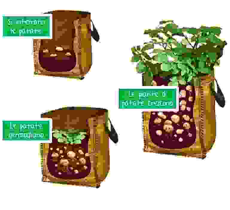 Metodi di coltivazione della patata a casa