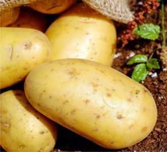 Metodi per la coltivazione di patate dai semi