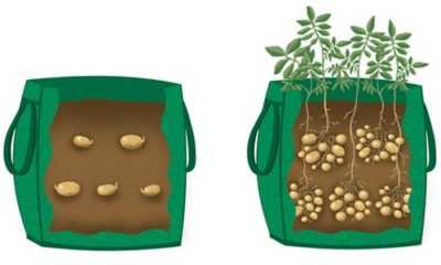 Modi per coltivare patate
