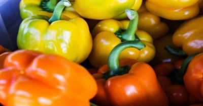 Nutrire i peperoni dopo averli piantati in piena terra