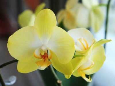 Orchidee di limone in crescita