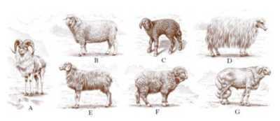 Pecore selvatiche e domestiche