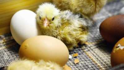 Per quanti giorni il pollo incuba le uova