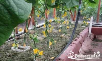 Perché i cetrioli possono crescere male in una serra