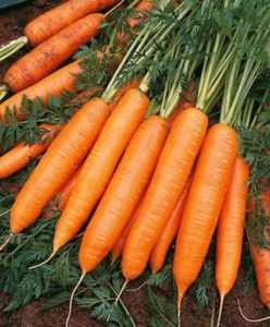 Perché le carote crescono brutte