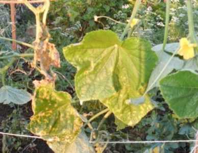 Perché le foglie delle piantine di cetriolo diventano gialle