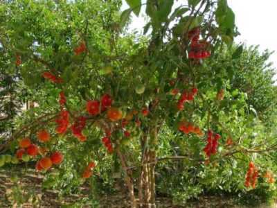 Perché le piantine di pomodoro crescono lunghe e sottili