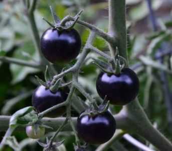 Perché pomodori neri sul cespuglio