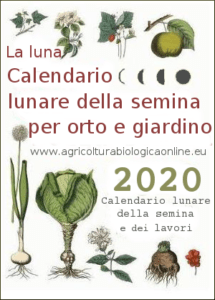 Piantare aglio nel 2018 secondo il calendario lunare