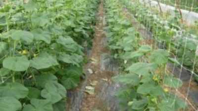 Piantare e coltivare cetrioli in una serra