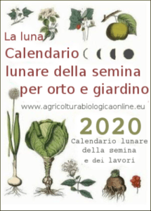 Piantare zucchine sul calendario lunare