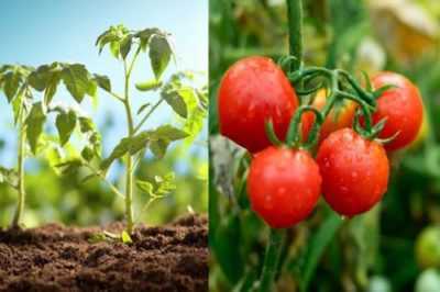 Piantine di pomodori in crescita nel 2018