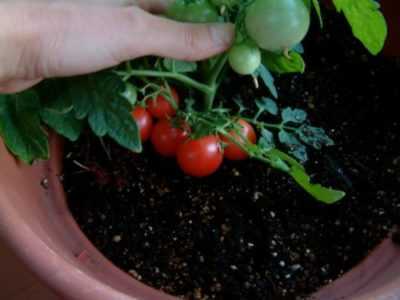 Pomodori in crescita sul balcone