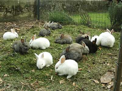 Principio di allevamento del coniglio