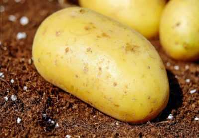 Profondità consentita per piantare patate