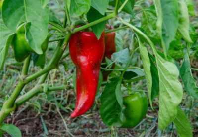 Profondità di piantare peperoni nel terreno