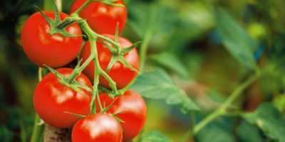 Quale concimazione è necessaria per i pomodori durante il periodo di fruttificazione