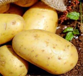 Quale fertilizzante per nutrire il terreno quando si piantano patate