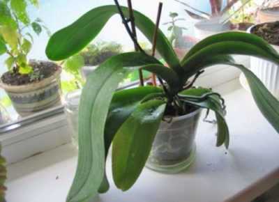 Qual’è la differenza tra orchid root e peduncle