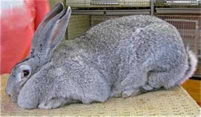 Quali sono le caratteristiche della razza del coniglio gigante grigio