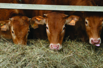 Quali sono le malattie nelle mucche e nei tori?