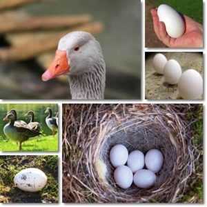 Quante oche si trovano sulle uova e perché no