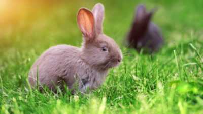 Quanto è importante il vaccino associato per i conigli