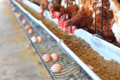 Raccomandazioni per tenere le galline ovaiole nelle gabbie