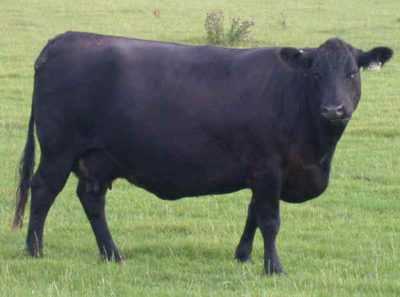 Razza di mucche Aberdeen Angus