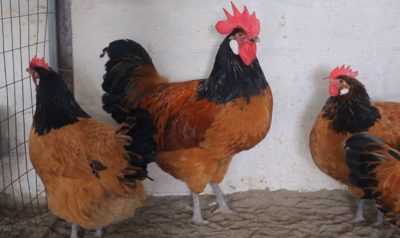 Razza Forverk – galline di colore insolito