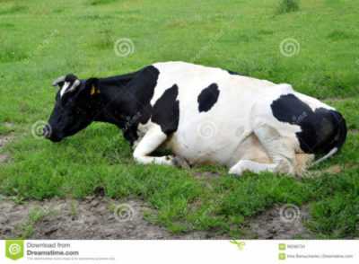 Razza nera di mucche eterogenee