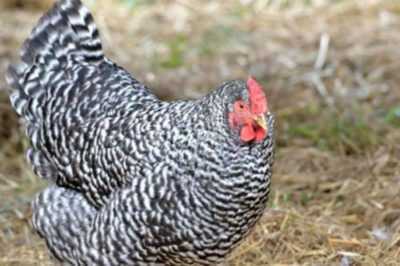 Razze popolari di uova di galline