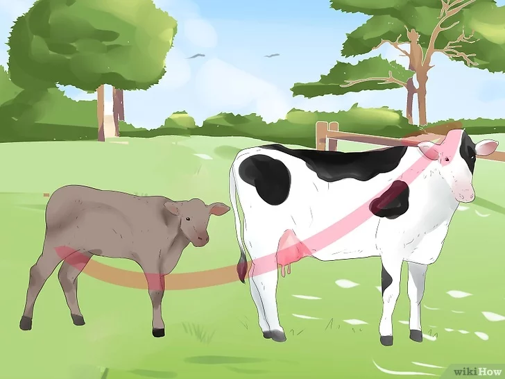 Regole di base per le mucche da accoppiamento