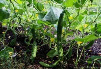 Regole per la coltivazione di cetrioli in sacchetti