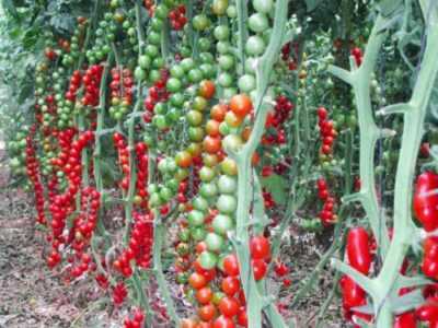 Regole per la coltivazione di piantine di pomodoro per una serra