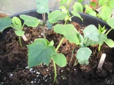 Regole per la cura dei cetrioli in serra