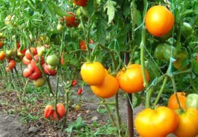 Regole per la lavorazione dei pomodori in piena terra