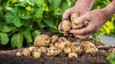 Regole per la preparazione del terreno per le patate