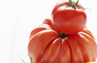 Regole per l’alimentazione dei pomodori