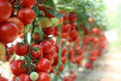 Regole per piantare peperoni e pomodori in una serra